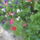 Most_nyilo_viragaim_24_1171535_8892_t