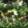 Most_nyilo_viragaim_25_1171536_5332_t