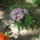 Most_nyilo_viragaim_26_1171537_6836_t