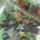 Most_nyilo_viragaim_27_1171538_6247_t