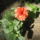 Most_nyilo_viragaim_28_1171539_9596_t