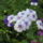 Most_nyilo_viragaim_29_1171540_1225_t