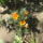 Most_nyilo_viragaim_2_1171513_7267_t