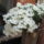 Most_nyilo_viragaim_31_1171542_9597_t