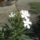 Most_nyilo_viragaim_32_1171543_3072_t