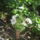 Most_nyilo_viragaim_34_1171545_5233_t