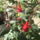 Most_nyilo_viragaim_37_1171548_3462_t