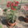 Most_nyilo_viragaim_38_1171549_9588_t