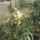 Most_nyilo_viragaim_39_1171550_9335_t