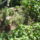 Most_nyilo_viragaim_3_1171514_6096_t