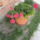 Most_nyilo_viragaim_40_1171551_5779_t