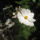 Most_nyilo_viragaim_42_1171553_9543_t