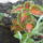 Most_nyilo_viragaim_44_1171555_5333_t