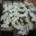 Most_nyilo_viragaim_46_1171557_8582_t
