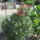 Most_nyilo_viragaim_47_1171558_7559_t