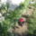 Most_nyilo_viragaim_51_1171562_9493_t