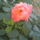 Most_nyilo_viragaim_53_1171564_2790_t