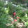 Most_nyilo_viragaim_55_1171566_5629_t