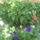 Most_nyilo_viragaim_56_1171567_3283_t