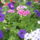 Most_nyilo_viragaim_5_1171516_7383_t