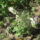 Most_nyilo_viragaim_6_1171517_2792_t