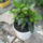 Most_nyilo_viragaim_8_1171519_9520_t