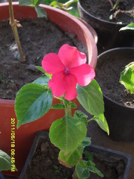Pistikevirág, törpe nebáncsvirág(Impatiens waleriana)