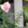 Rozsaszalam_1171914_8754_t