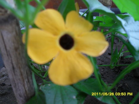 Szárnyas feketeszem első virága