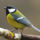 Szencinege_1171870_5224_t