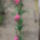 Tobbszaru_tulipanok_1171341_6365_t