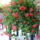 Futomuskatli_1172464_9011_t