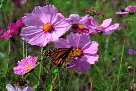 Mezei virág pillangóval