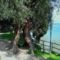 Olaszország, Garda-tó, olajfák 2