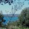 Olaszország, Garda-tó, olajfák 4