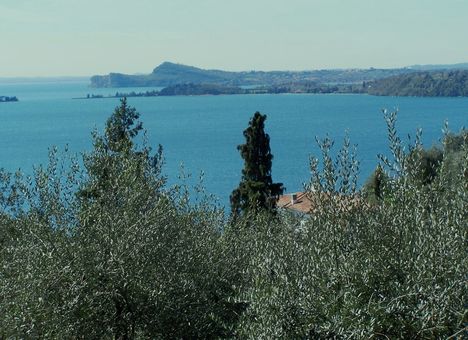 Olaszország, Garda-tó, olajfák 7