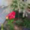 juniusi virágok