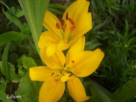 Liliom