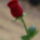 Viragok_28-001_1173725_5151_t