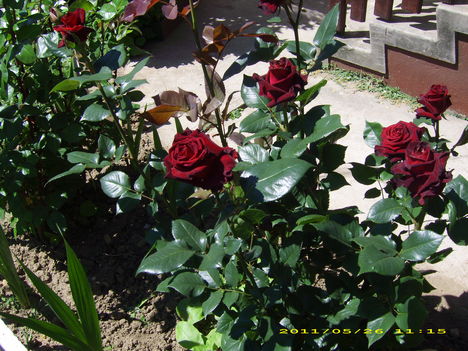 Csodálatos rózsák Katitól