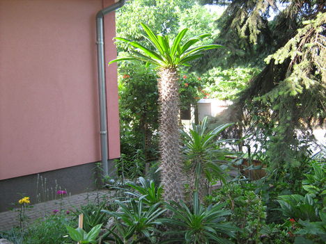 nyáreleji virágok 068