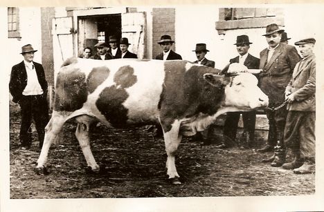 1954 A tsz egyik szép tehene