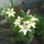 Fenykep_0113_feher_liliom_1175845_6864_t