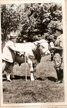 Kép a község állattenyésztéséről 1937