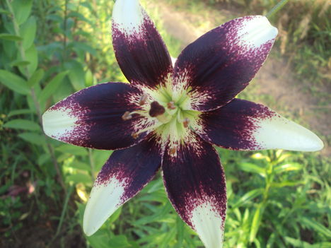 kertünkből 2011