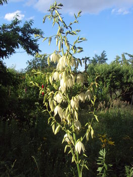 kertünkből 2011