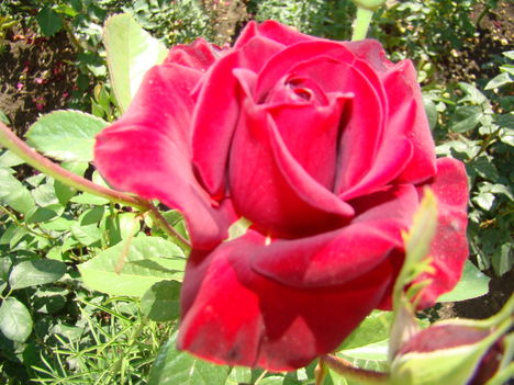 Bársonyos piros rózsa a kiskertben !