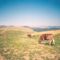 Erdély Radnai-havasok legelésző tehenek