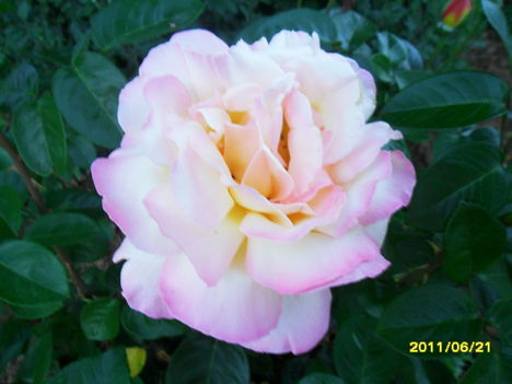 legszebb rózsám