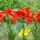 Liliom_1176209_9465_t